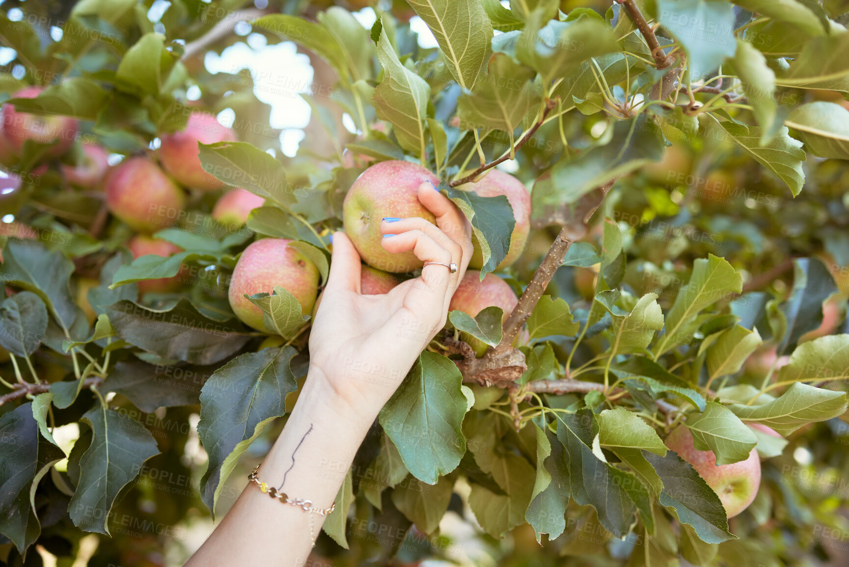 Buy stock photo Hands of farmer harvesting juicy nutritious organic fruit in season to eat. Closeup of one woman reaching to pick fresh red apples from trees on sustainable orchard farmland outside on sunny day. 