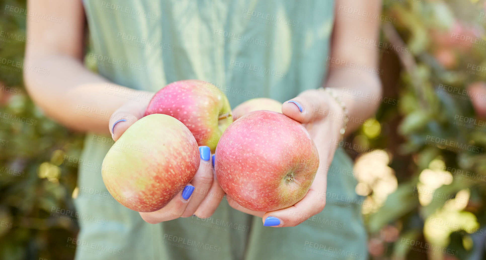 Buy stock photo Hands holding organic apples at a food market outdoors on a farm. Closeup of a woman with sustainable and healthy food on a summer day. A person selling freshly harvested fruit crops during autumn