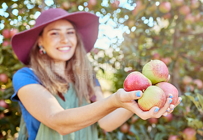 Buy stock photo Farmer harvesting juicy nutritious organic fruit in season ready to eat. Closeup of one woman holding freshly picked red and green apples in an orchard farmland outside on a sunny day. 