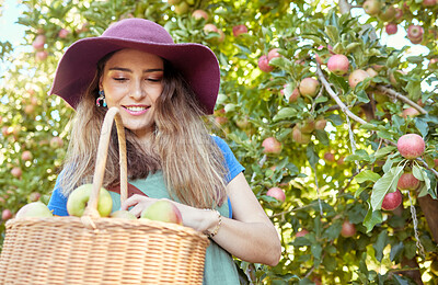Buy stock photo Smiling apple farmer harvesting fresh fruit on her farm. Happy young woman using a basket to pick and harvest ripe apples on her sustainable orchard. Surrounded by green plants
