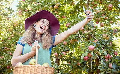 Buy stock photo One happy woman taking selfies and video call on cellphone holding basket of fresh picked apples on sustainable orchard farm outside. Cheerful farmer harvesting juicy organic fruit in season to eat