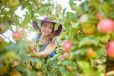 Beautiful young woman picking apples on a farm. Happy lady grabbing an apple in an orchard. Fresh fruit produce growing in a field on farmland. The agricultural industry produces in harvest season
