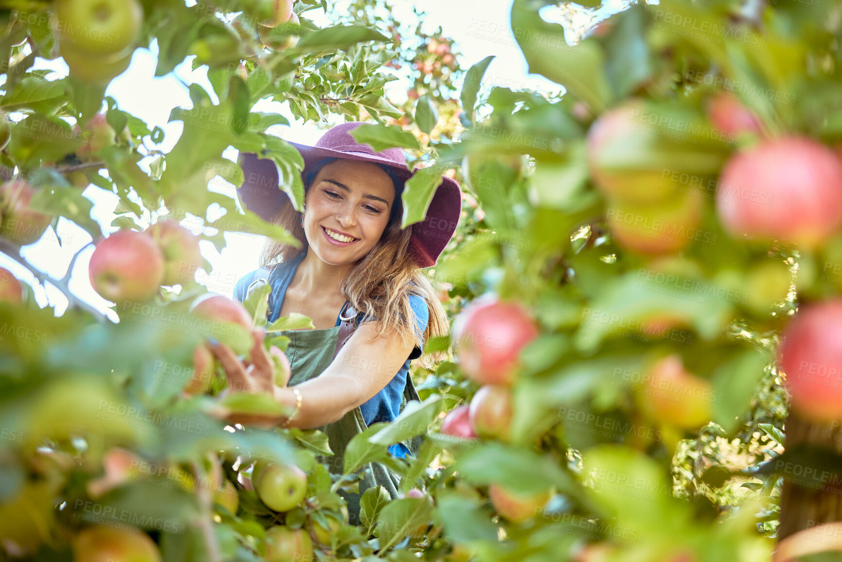Buy stock photo Beautiful young woman picking apples on a farm. Happy farmer grabbing an apple in an orchard. Fresh fruit produce growing in a field on farmland. The agricultural industry produces in harvest season