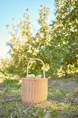 Apples freshly picked and harvested from a sustainable orchard farmland gathered in a picnic basket on a field outside on a sunny day. Juicy nutritious red and green ripe organic fruit ready to eat