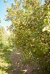 Fresh red apples growing in season on trees for harvest on field of sustainable orchard farmland outside on sunny day. Juicy nutritious ripe organic fruit to eat growing in scenic green landscape 