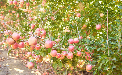 Buy stock photo Fresh red apples growing in season on trees for harvest on a field of a sustainable orchard farm outside on sunny day. Juicy nutritious ripe organic fruit to eat growing in scenic green landscape 