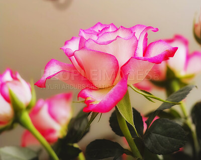 Buy stock photo Beautiful, bright pink Tea or Miniature rose flower growing and blossoming in a vase or home garden. Isolated closeup of Rosa hybrida nature plants blooming with green leaves and bokeh background.