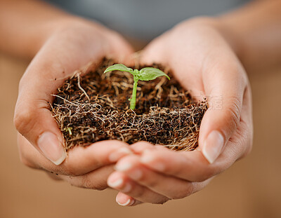 Buy stock photo Sustainable, eco friendly and hands holding plant with soil to protect the environment and ecosystem. Closeup of female with a young new sprout or seedling for the sustainable growth of nature