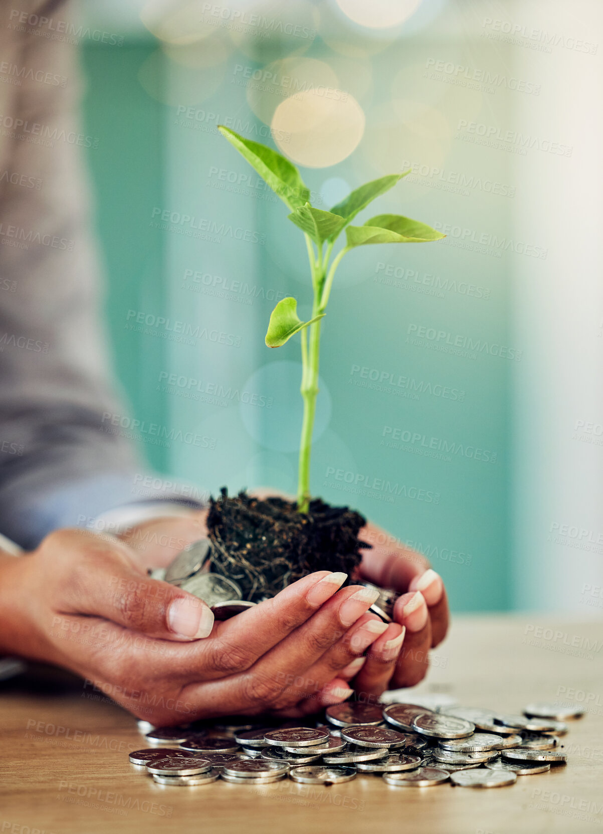 Buy stock photo Hands of a woman and her savings, money growing and planning for the future closeup. Lady investing coins for finances, conservation and protection of her investment in a green economy