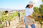 Vineyard worker pruning grapes on sustainability farm, fruit field and orchard for agriculture, wine and alcohol production. Woman with harvest of fresh, plant and organic crops growing in nature