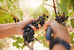 Farmer hands, grapes, harvest scissors cutting, pruning and harvesting agriculture vineyard fruit. Closeup of farming worker on countryside farm, nature field and food industry sustainability plant