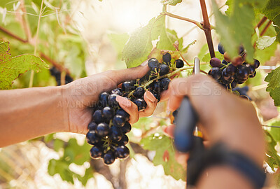 Buy stock photo Farmer hands, grapes, harvest scissors cutting, pruning and harvesting agriculture vineyard fruit. Closeup of farming worker on countryside farm, nature field and food industry sustainability plant