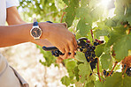 Farmer pruning grapes in a vineyard, fruit orchard and farm estate with hand shear for wine and alcohol production. Closeup of fresh bunch of ripe, sweet and natural harvest for agriculture industry 