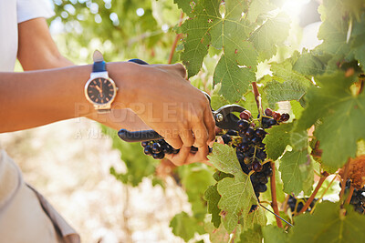 Buy stock photo Farmer pruning grapes in a vineyard, fruit orchard and farm estate with hand shear for wine and alcohol production. Closeup of fresh bunch of ripe, sweet and natural harvest for agriculture industry 