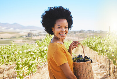 Buy stock photo Woman picking grapes in vineyard, wine farm and sustainability fruit orchard in rural countryside. Portrait of happy black farmer carrying a basket of sweet, fresh and organic produce in agriculture