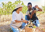 Friends picking fresh red grapes off plant in vineyard together in summer. Farmers smile and touching and check crops and produce to examine them on wine farm in summer to harvest healthy fruit