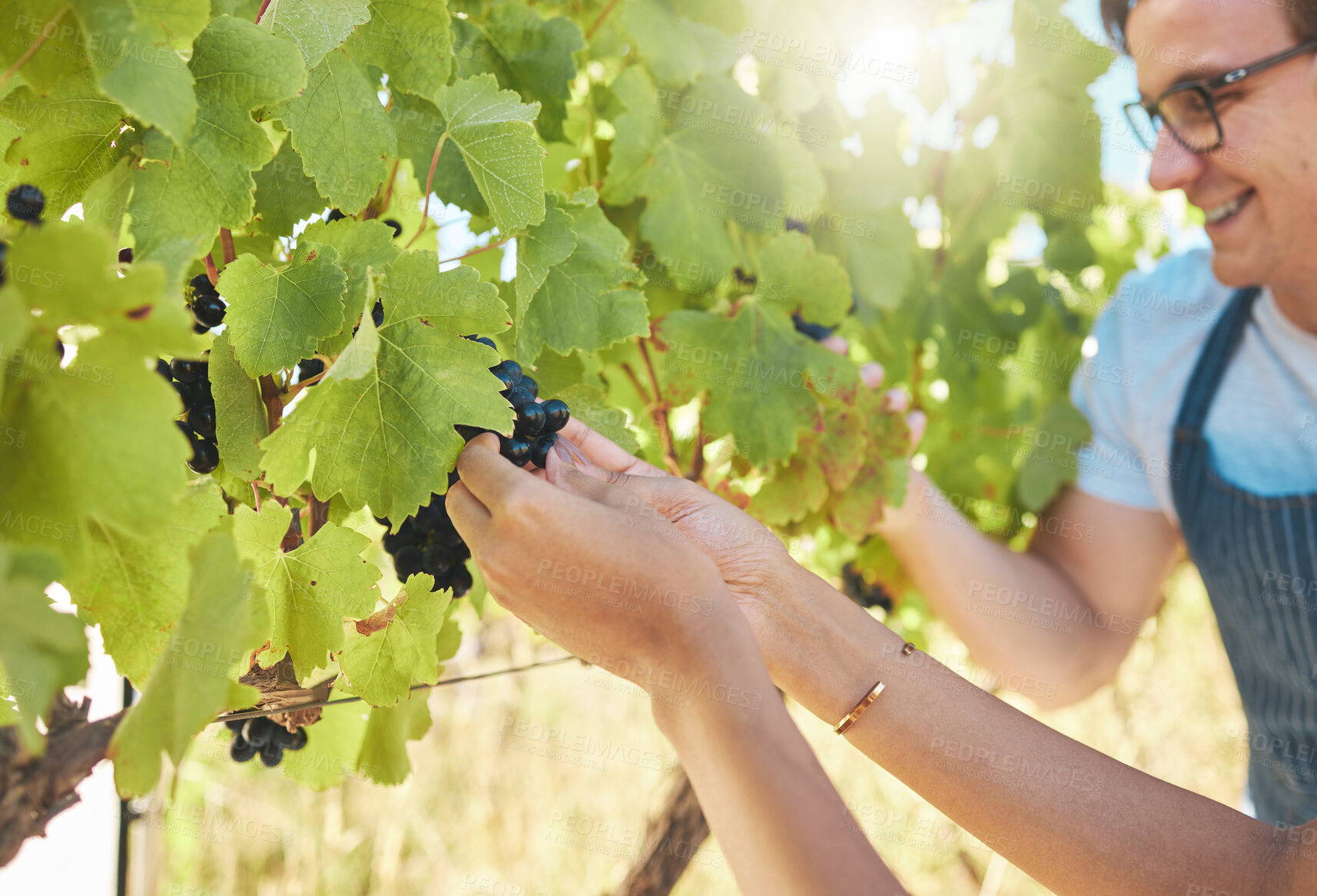 Buy stock photo Growth, grapes and vineyard farmer hands picking or harvesting organic bunch outdoors for quality choice, agriculture industry or market. A worker checking vine fruit from tree plant in summer