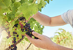 Grapes vineyard, nutritionist worker or agriculture farmer working with black fruit on green farm or countryside. Person hands with plant growth sustainability in farming or wine production industry