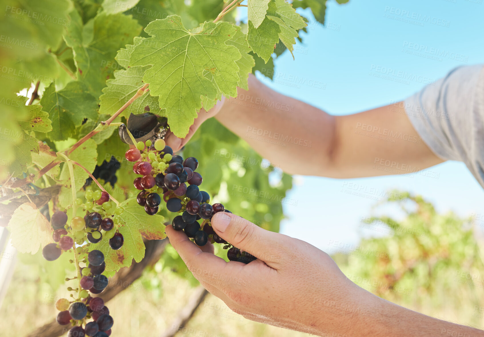 Buy stock photo Grapes vineyard, nutritionist worker or agriculture farmer working with black fruit on green farm or countryside. Person hands with plant growth sustainability in farming or wine production industry