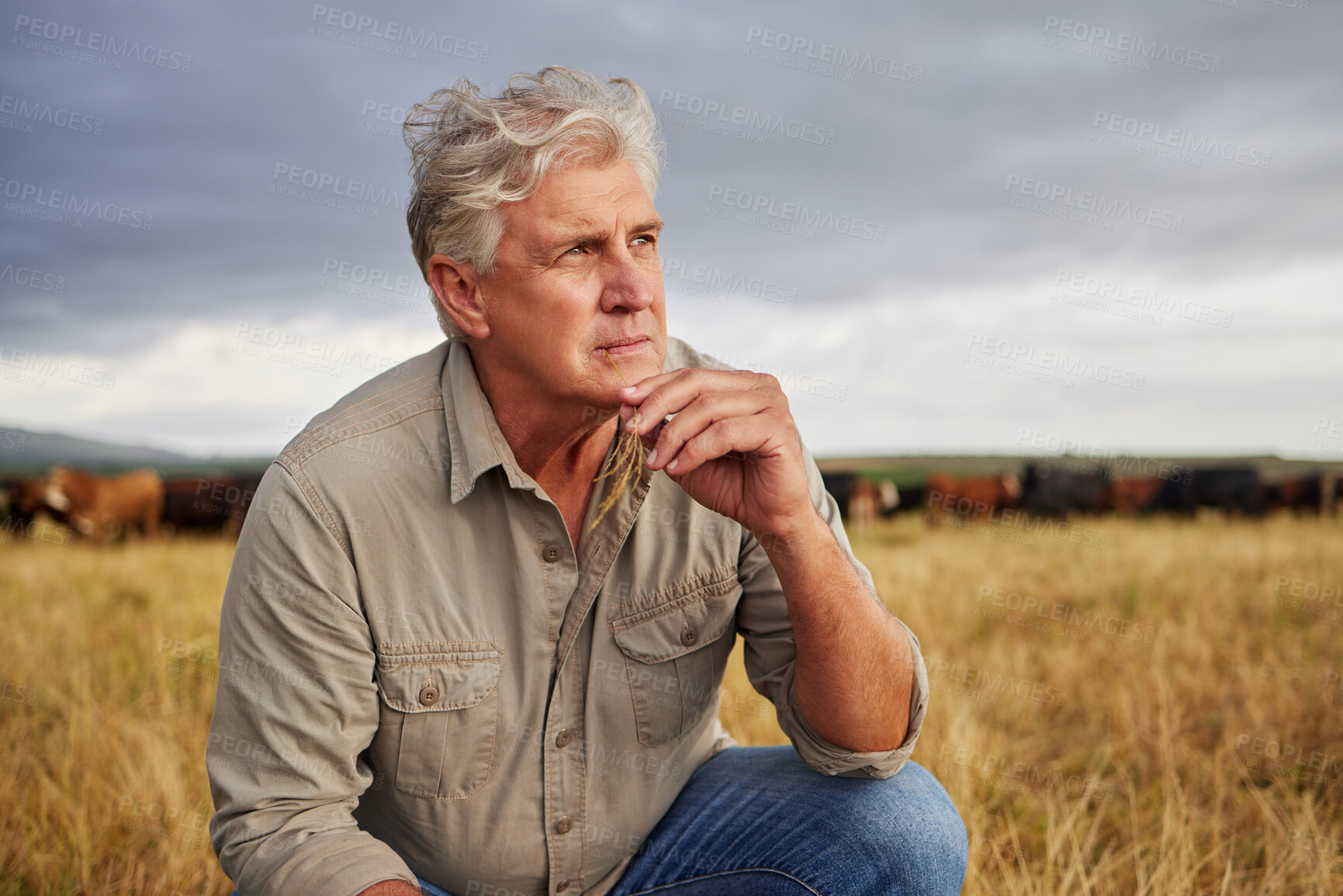 Buy stock photo Mindset of an agriculture farmer man thinking on farm with storm clouds in sky or weather for outdoor farming or countryside. Sustainability worker on grass field with a vision for growth development