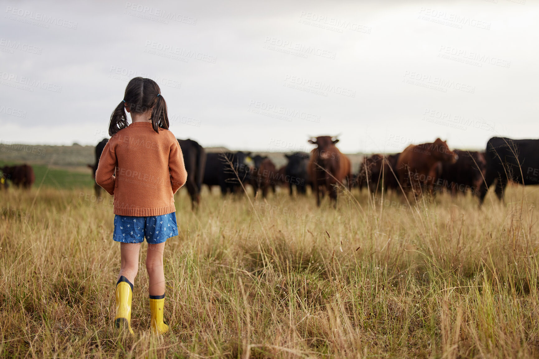Buy stock photo Little girl learning agriculture on a sustainability farm with cattle and exploring nature outdoors. Back view of a carefree child or kid watching cows or farmland animals enjoying the countryside