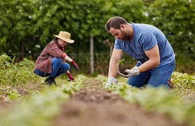Buy stock photo Sustainability farmer, plant growth or environment accountability workers planting green eco plants in earth or soil. Couple, man or garden woman on agriculture farm, countryside field or nature land