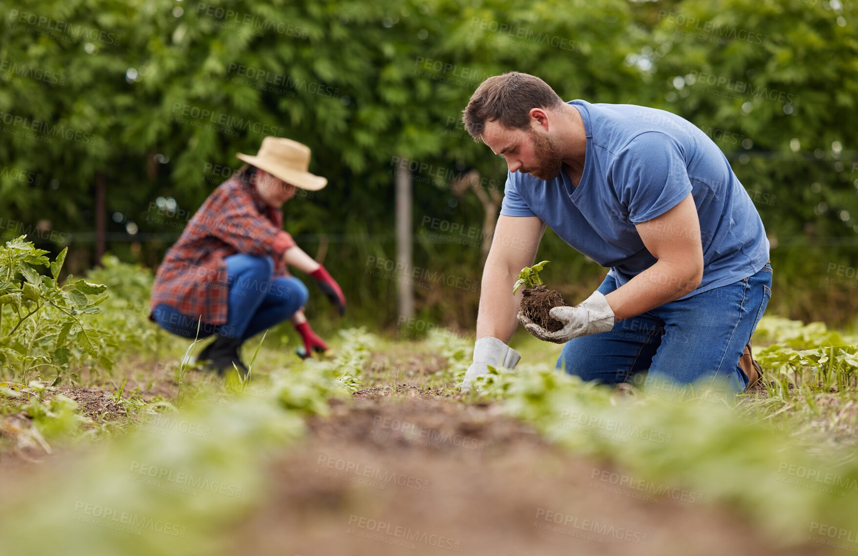 Buy stock photo Sustainability farmer, plant growth or environment accountability workers planting green eco plants in earth or soil. Couple, man or garden woman on agriculture farm, countryside field or nature land