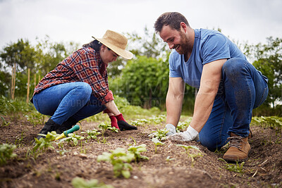 Buy stock photo Farmers planting plants or organic vegetable crops on a sustainable farm and enjoying agriculture. Farmer couple working together outdoors on farmland to grow produce for sustainability