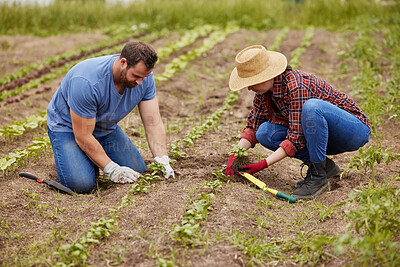 Buy stock photo Farmers planting plants together on an organic and sustainable farm or garden outdoors. Couple sow vegetable crops or seedlings on fertile soil or farmland and work in the agriculture industry