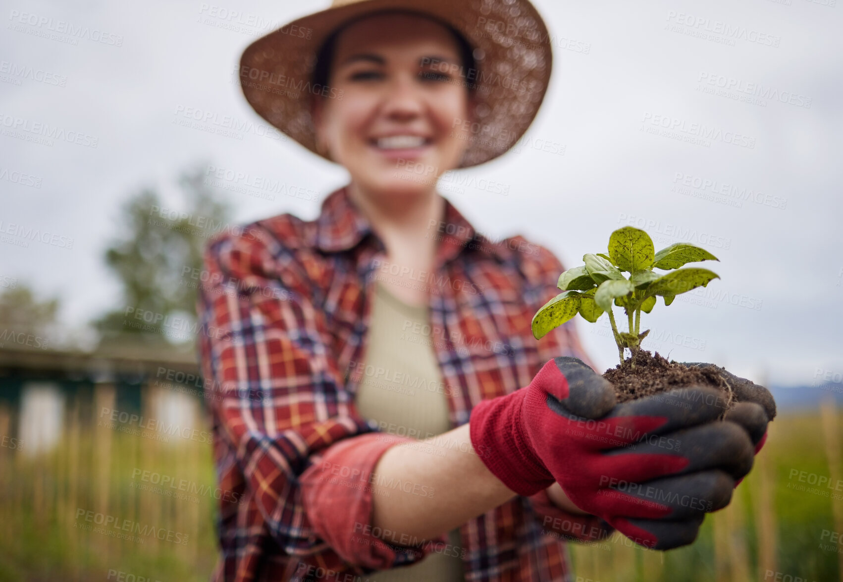 Buy stock photo Gardener or farmer in support of sustainability and organic farming holding a small plant or seedling in her hands. Nature activist in protection of the environment and happy about a sustainable farm