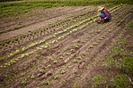Line of vegetable crops on a farm with female farmer planting plants on sustainable farming land. Gardner or countryside worker with gardening tools or gear working with produce in sustainable market