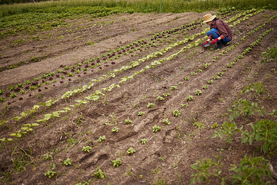 Buy stock photo Countryside farmer planting crops in a neat line on sustainable, agriculture farm field. Woman gardener or worker farming with gardening tools, gear and working with produce for eco friendly growth