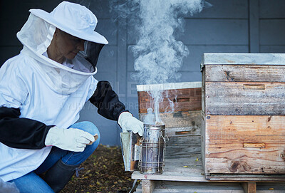 Buy stock photo Bees, woman and smoke for honey, agriculture production and eco sustainability process in environment. Beekeeper in suit smoking insects in honeycomb box, container and frame for sustainable farming