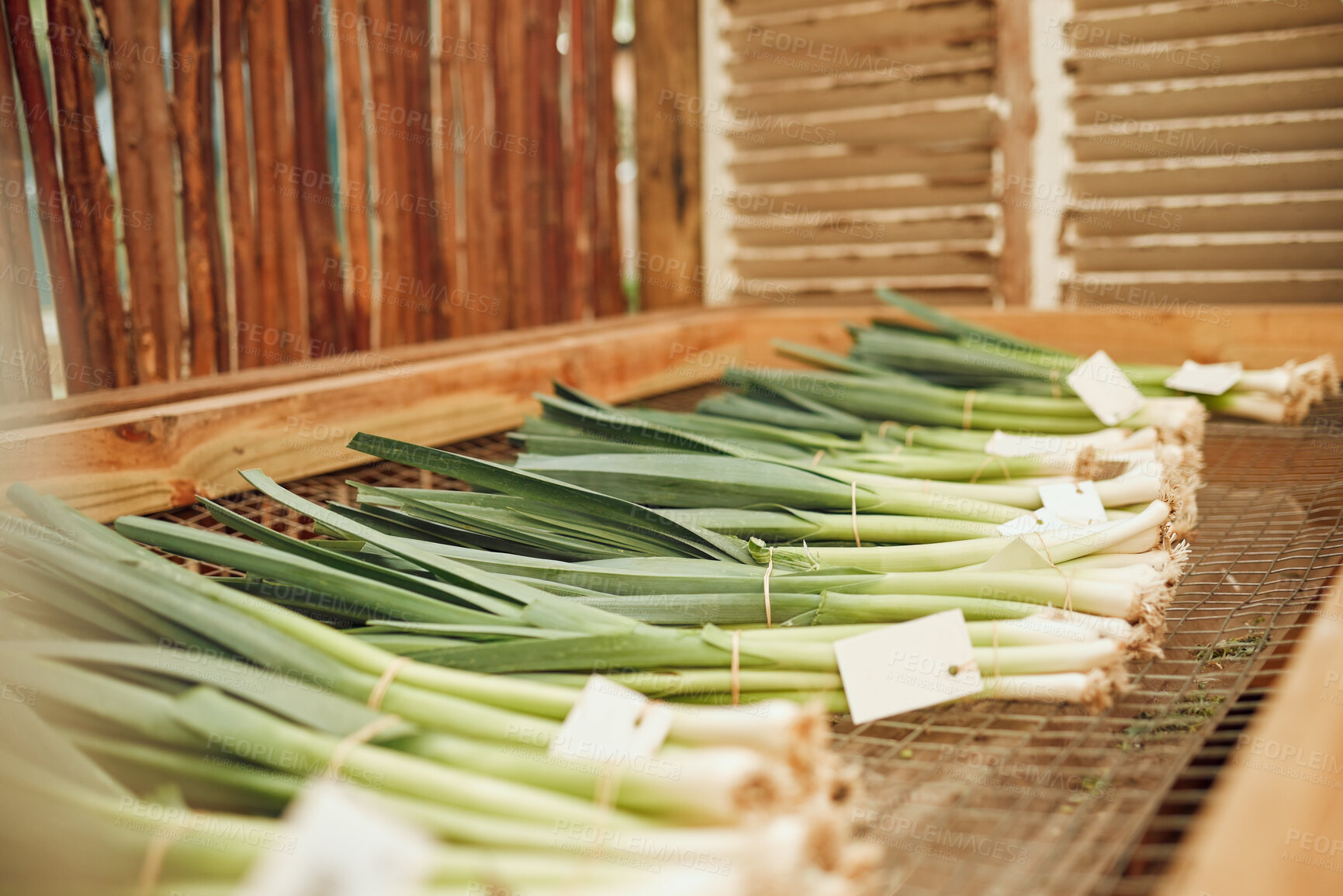 Buy stock photo Farm, agriculture and spring onions in the green farming and agricultural industry for harvest. Sustainability, vegetables and fresh produce for organic, eco friendly and environmental conservation