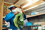 Farmer working and cleaning green vegetable crop or supermarket plant grocery from garden. Sustainability, agriculture and eco farming with worker in nature warehouse or greenhouse shed