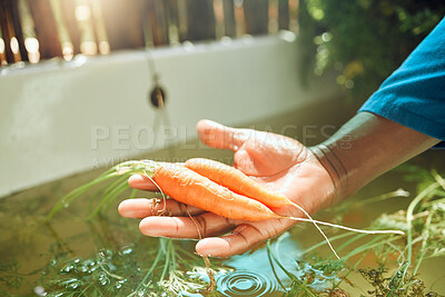 Buy stock photo Farm, agriculture or sustainability with a farmer cleaning food, fresh vegetables or carrots in harvest season. Sustainable plants and green nutrition in the hand of a person in the farming industry