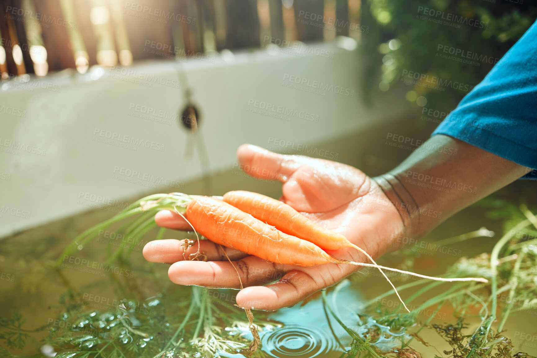 Buy stock photo Farm, agriculture or sustainability with a farmer cleaning food, fresh vegetables or carrots in harvest season. Sustainable plants and green nutrition in the hand of a person in the farming industry