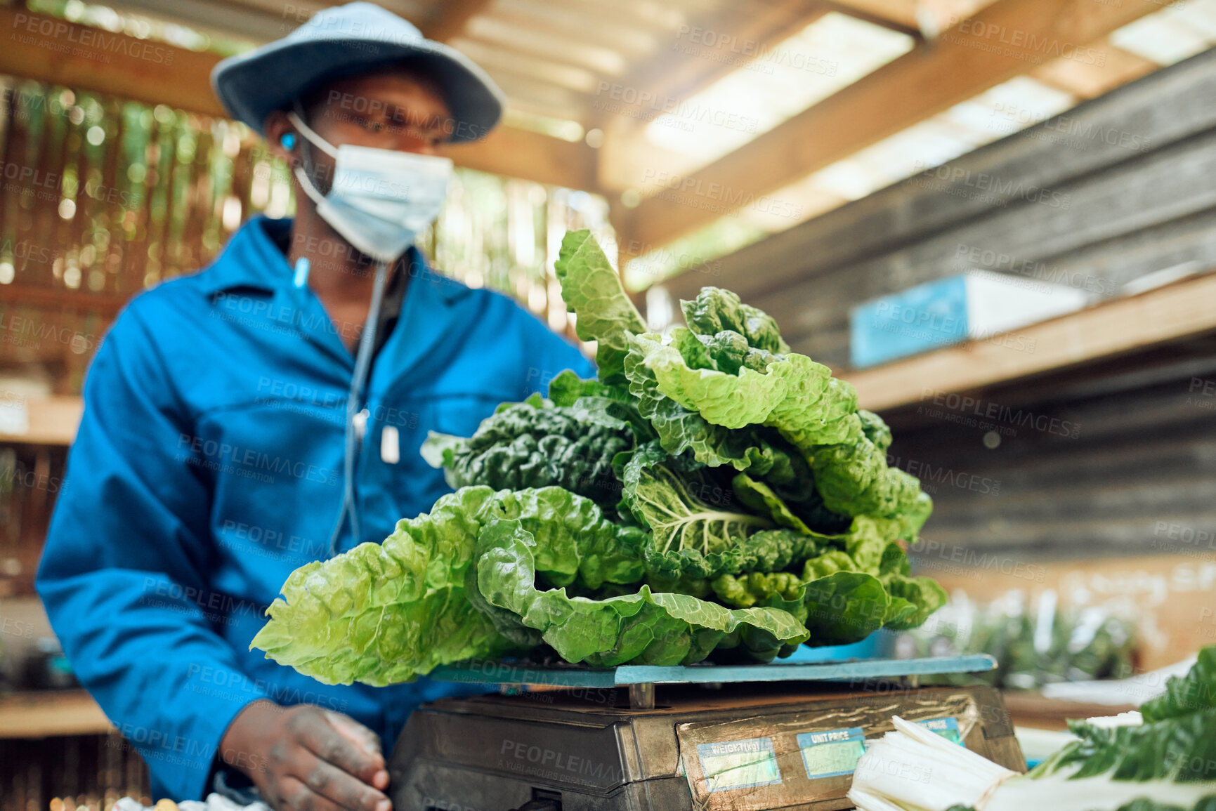 Buy stock photo Agriculture, sustainability and farmer with spinach leaf plants vegetable growth in eco friendly greenhouse or shed. Worker farming natural, organic and healthy raw food with nutrition and vitamins