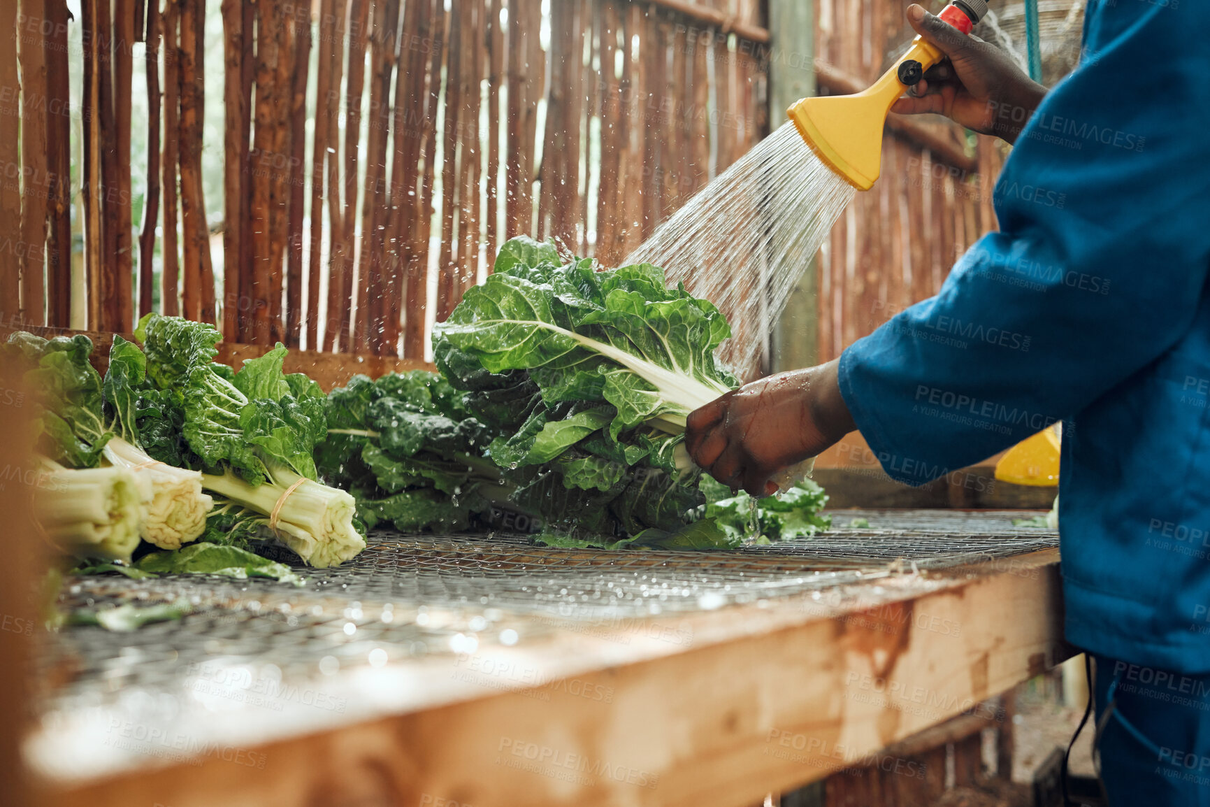 Buy stock photo Agriculture, vegetables and farmer cleaning produce with a high water pressure garden hose. Health, wellness and sustainability worker preparing crops to give to a green retail grocery supermarket.