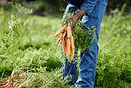 Food, sustainability and farmer in healthy garden picking fresh carrots from ground, agriculture and soil in nature field. Green energy, orange vegetable and organic environment growth from harvest