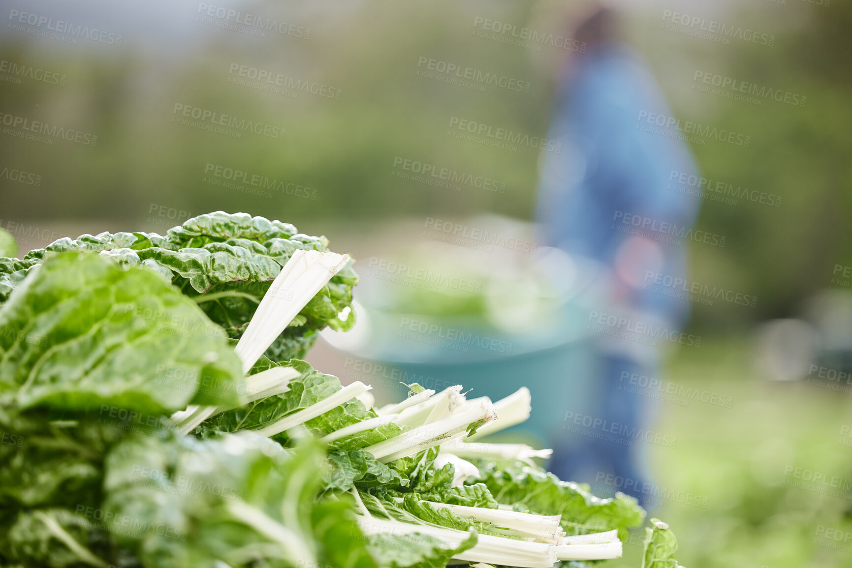 Buy stock photo Countryside spinach leaf farm in spring harvest, bokeh background, zoom green nature vegetables on field and eco sustainability. Healthy diet from agriculture garden environment and plantbased food