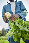 Agriculture and green leaf spinach vegetable farmer on farm or garden field working on plant growth and sustainability of environment close up. Worker farming natural and healthy vegetables in spring