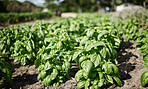 Farm environment, sustainability or plant agriculture in countryside with growth and nature background of healthy spinach plants. Vegetable garden landscape in spring with natural green land or field