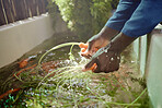 Farm worker hands cleaning carrot from nature, agriculture and sustainability garden to sell and trade at farmer market. Food nutrition, healthy plant growth and ecology of natural vegetable farming