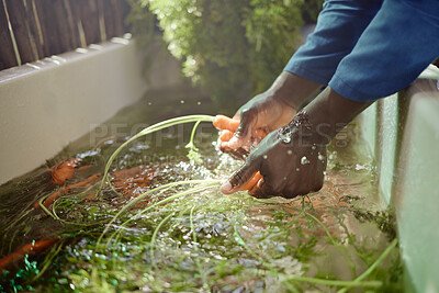 Buy stock photo Farm worker hands cleaning carrot from nature, agriculture and sustainability garden to sell and trade at farmer market. Food nutrition, healthy plant growth and ecology of natural vegetable farming