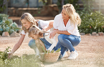 Buy stock photo Sustainability, gardening and family in a garden harvest fresh vegetables in nature. Happy grandmother, mom and young girl pick eco friendly, sustainable and green plant food for nutrition together