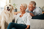 Relax, dog and retirement couple on sofa together to enjoy elderly leisure in new zealand home. Joy, care and love of married pension people with loyal household pet in cozy living room.

