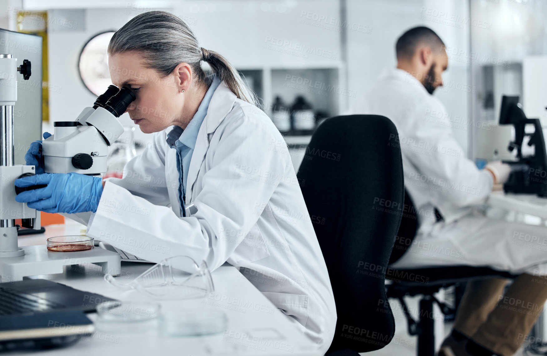 Buy stock photo Laboratory woman, microscope or medical research of covid sample, cancer biopsy or DNA engineering analytics. Mature scientist with science equipment, healthcare innovation or insurance medicine idea