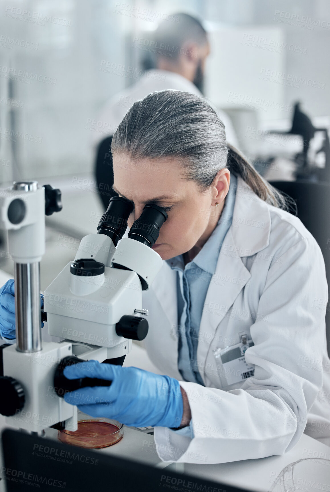 Buy stock photo Science, research and microscope with woman in laboratory  working on medical, vaccine and pharmacy development. Innovation, healthcare and medicine investigation with senior expert scientist  