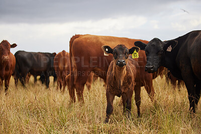 Buy stock photo Herd of cows grazing, roaming and breeding on cattle farm, field and rural meadow in the countryside. Dairy animals, bovine and brown livestock in nature, pasture and ranch for beef industry